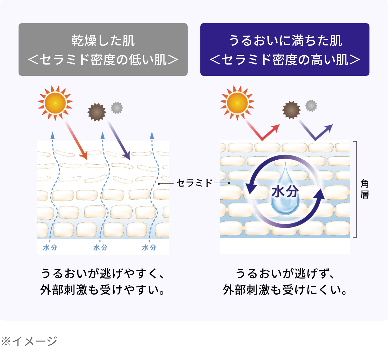 乾燥した肌<セラミド密度の低い肌>/うるおいに満ちた肌<セラミド密度の高い肌>