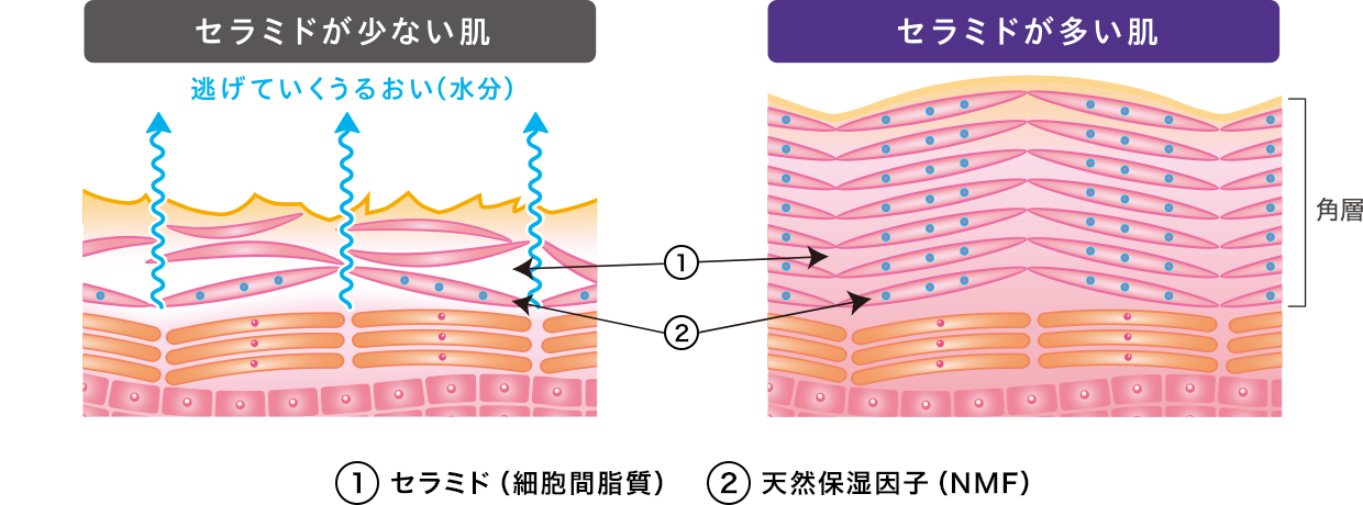 ①細胞間脂質②天然保湿因子