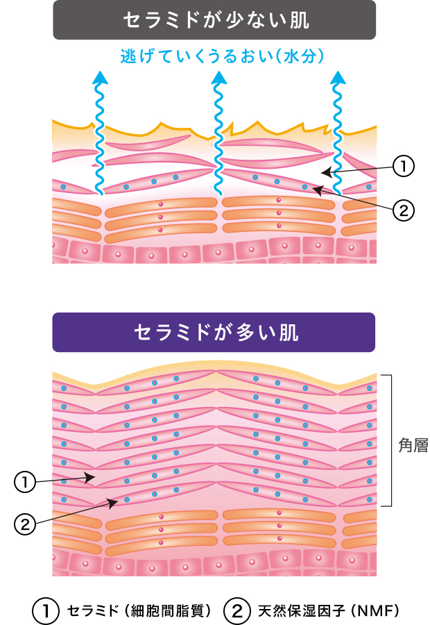 ①細胞間脂質②天然保湿因子