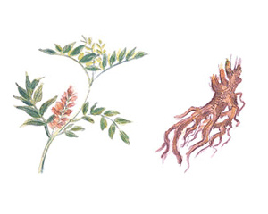 カンゾウ(甘草)抽出成分