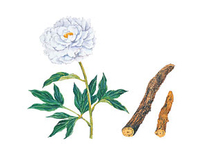 シャクヤク(芍薬)エキス