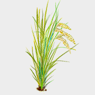 コメ（米）発酵エキス