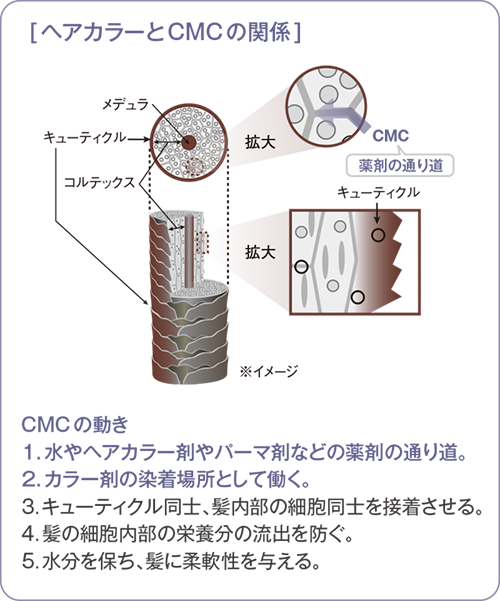 ヘアカラーとCMCの関係