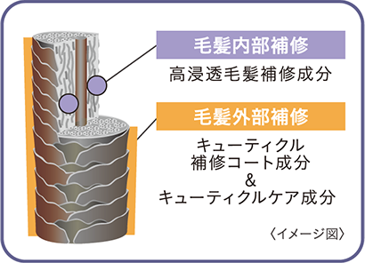 毛髪内部補修　毛髪外部補修