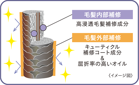 毛髪内部補修　毛髪外部補修